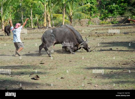 carabao fighting in philippines|The Philippines: Carabao .